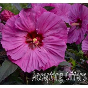 Make me an offer😘